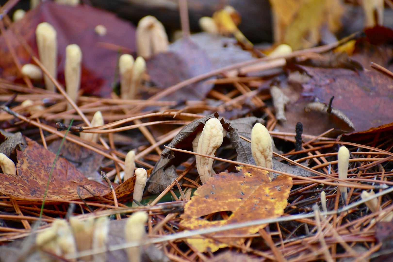 cordyceps gomba legjobb